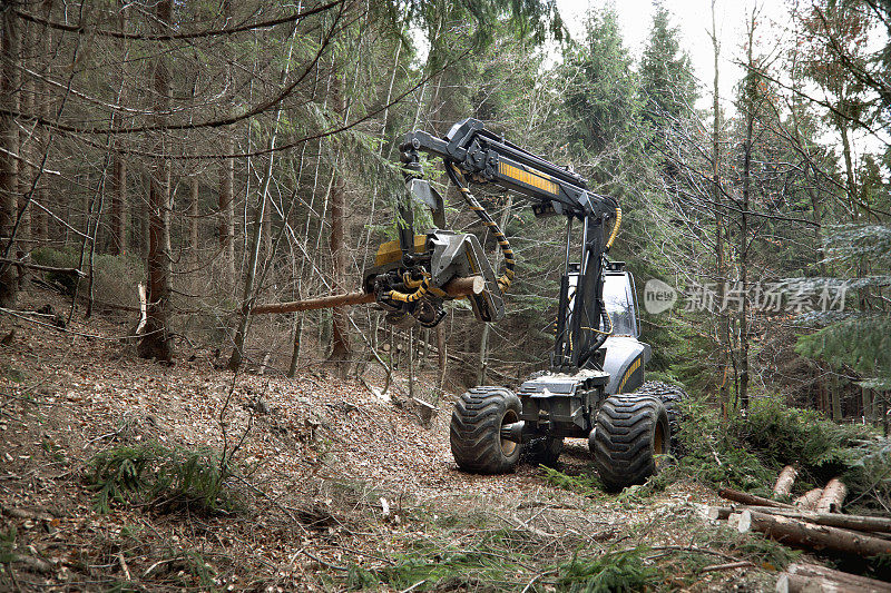 森林里的Feller buncher